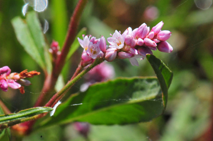 Persicaria lapathifolia, Curlytop Knotweed